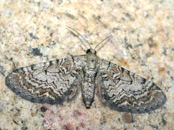 Eupithecia dissertata P�ng. adulte - �Patrick Rosset