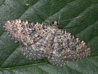 Cataclysme dissimilata Rbr adulte - �Philippe Mothiron