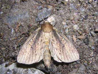 Archanara dissoluta Tr. adulte - �Denis Vandromme