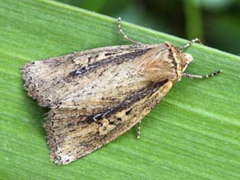 Archanara dissoluta Tr. adulte - �Daniel Morel