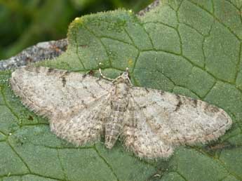 Eupithecia distinctaria H.-S. adulte - �Daniel Morel