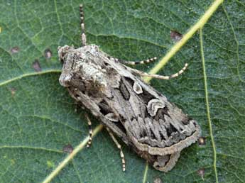 Euxoa distinguenda Led. adulte - �Daniel Morel