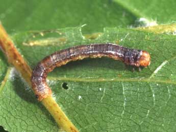  Chenille de Plagodis dolabraria L. - �Philippe Mothiron