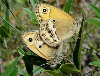 Coenonympha dorus Esp. adulte - �Jean-Pierre Arnaud