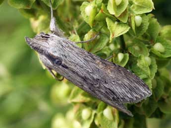 Cucullia dracunculi Hb. adulte - �Daniel Morel