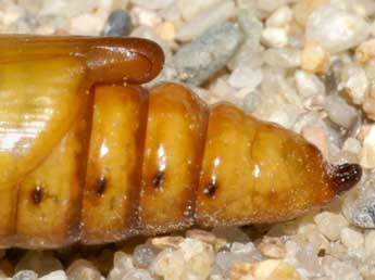  Chrysalide de Cucullia dracunculi Hb. - �Lionel Taurand