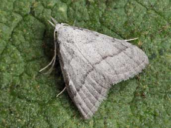 Nola dresnayi Wrnk. adulte - �Daniel Morel