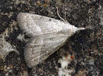 Nola dresnayi Wrnk. adulte - �Daniel Morel