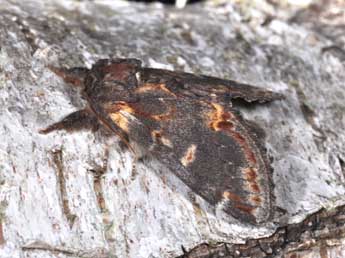 Notodonta dromedarius L. adulte - �Philippe Mothiron