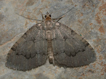 Triphosa tauteli Lrt adulte - �Philippe Mothiron