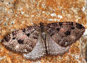 Triphosa dubitata L. adulte - �Daniel Morel