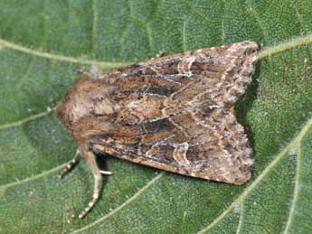 Luperina dumerilii Dup. adulte - �Philippe Mothiron