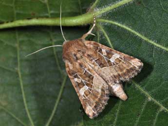 Luperina dumerilii Dup. adulte - �Philippe Mothiron