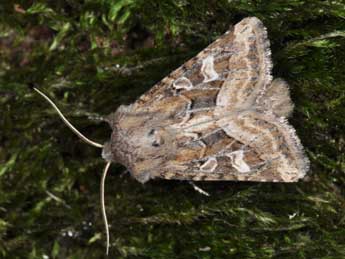 Luperina dumerilii Dup. adulte - �Philippe Mothiron