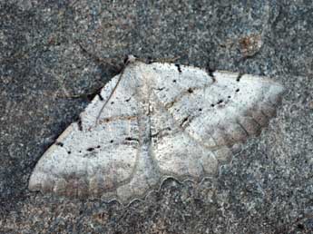 Odontognophos dumetata Tr. adulte - �Daniel Morel