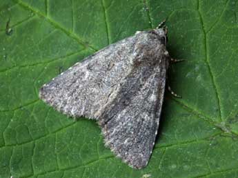 Heterophysa dumetorum Gey. adulte - �Daniel Morel