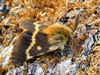 Lemonia dumi L. adulte - �Daniel Morel