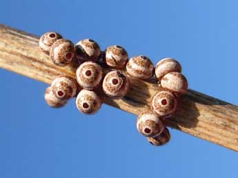  Oeuf de Lemonia dumi L. - �Lucas Baliteau