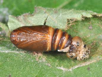  Chrysalide de Ochropacha duplaris L. - �Philippe Mothiron
