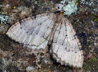 Triphosa tauteli Lrt adulte - �Daniel Morel