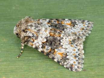 Hecatera dysodea D. & S. adulte - �Daniel Morel