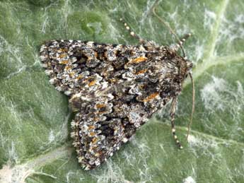 Hadena filograna Esp. adulte - �Daniel Morel