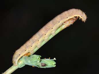  Chenille de Hecatera dysodea D. & S. - �Philippe Mothiron