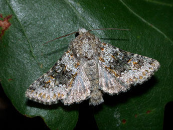 Hecatera dysodea D. & S. adulte - �Philippe Mothiron