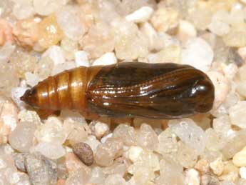  Chrysalide de Idaea efflorata Z. - �Lionel Taurand