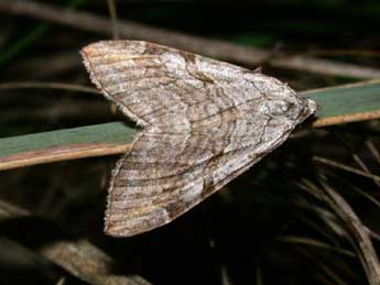 Aplocera efformata Gn. adulte - �Philippe Mothiron