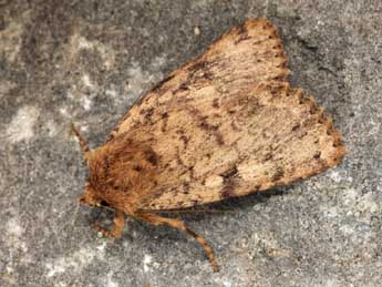 Amphipyra effusa Bsdv. adulte - �Daniel Morel