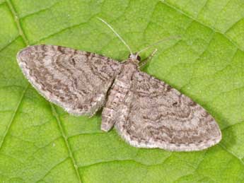 Eupithecia egenaria H.-S. adulte - �Philippe Mothiron