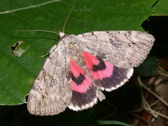 Catocala electa Vieweg adulte - �Philippe Mothiron