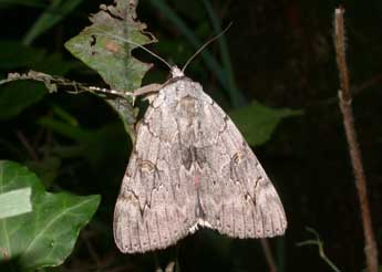 Catocala electa Vieweg adulte - �Philippe Mothiron