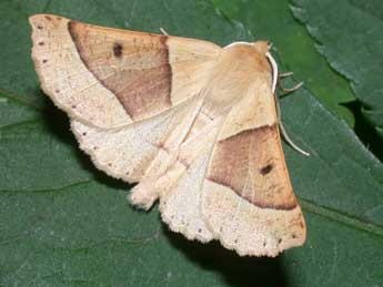 Crocallis elinguaria L. adulte - �Philippe Mothiron