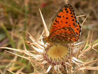 Fabriciana elisa God. adulte - �Philippe Mothiron