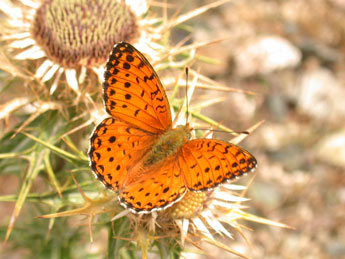 Fabriciana elisa God. adulte - �Philippe Mothiron