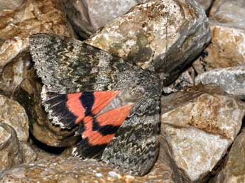 Catocala elocata Esp. adulte - �Daniel Morel