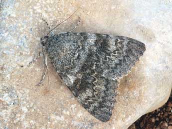 Catocala elocata Esp. adulte - �Daniel Morel