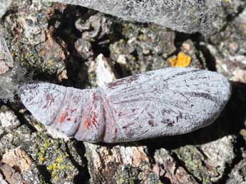  Chrysalide de Catocala elocata Esp. - �Eric Sylvestre