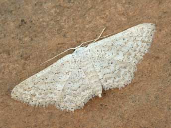 Idaea elongaria Rbr adulte - �Daniel Morel