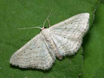 Idaea elongaria Rbr adulte - �Philippe Mothiron