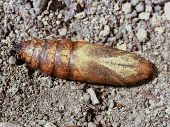  Chrysalide de Deilephila elpenor L. - �Philippe Mothiron