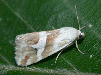 Eublemma elychrysi Rbr adulte - �Philippe Mothiron