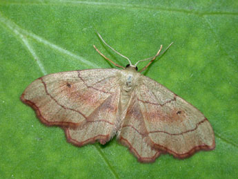 Idaea emarginata L. adulte - �Philippe Mothiron