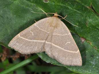 Trisateles emortualis D. & S. adulte - �Philippe Mothiron