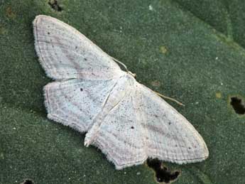 Scopula emutaria Hb. adulte - �Daniel Morel