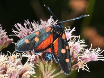 Zygaena ephialtes L. adulte - �Philippe Mothiron