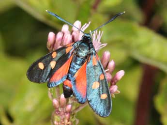 Zygaena ephialtes L. adulte - �Philippe Mothiron