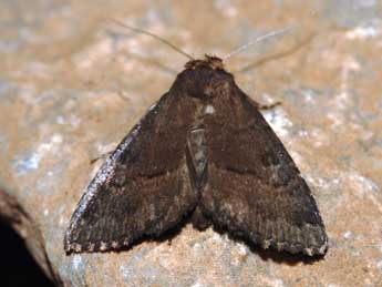 Anthracia ephialtes Hb. adulte - �St�phane Grenier